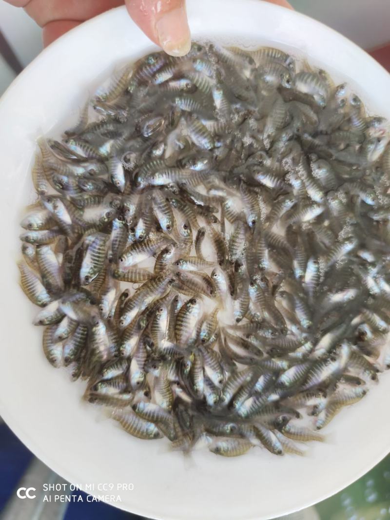 太阳鱼苗杂交太阳鱼苗蓝鳃太阳鱼苗金边太阳鱼苗