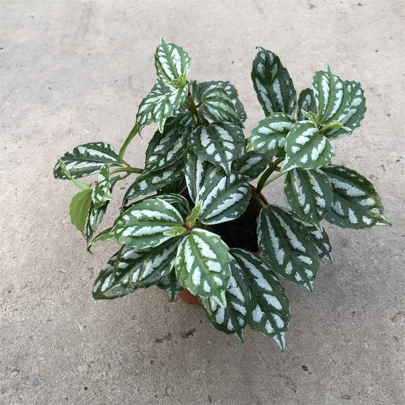 冷水花盆栽厨房吸油烟植物净化空气耐阴室内桌面水养小绿植