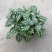 冷水花盆栽厨房吸油烟植物净化空气耐阴室内桌面水养小绿植