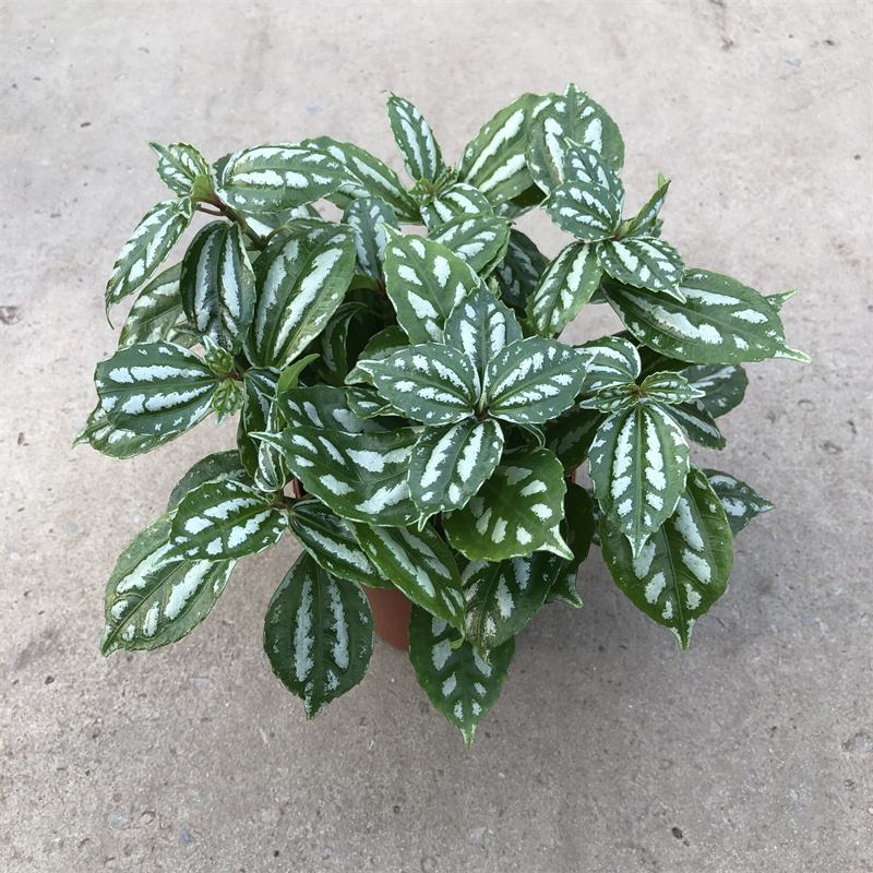 冷水花盆栽厨房吸油烟植物净化空气耐阴室内桌面水养小绿植