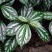 冷水花盆栽厨房吸油烟植物净化空气耐阴室内桌面水养小绿植