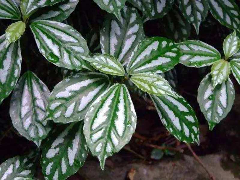 冷水花盆栽厨房吸油烟植物净化空气耐阴室内桌面水养小绿植