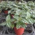 冷水花盆栽厨房吸油烟植物净化空气耐阴室内桌面水养小绿植
