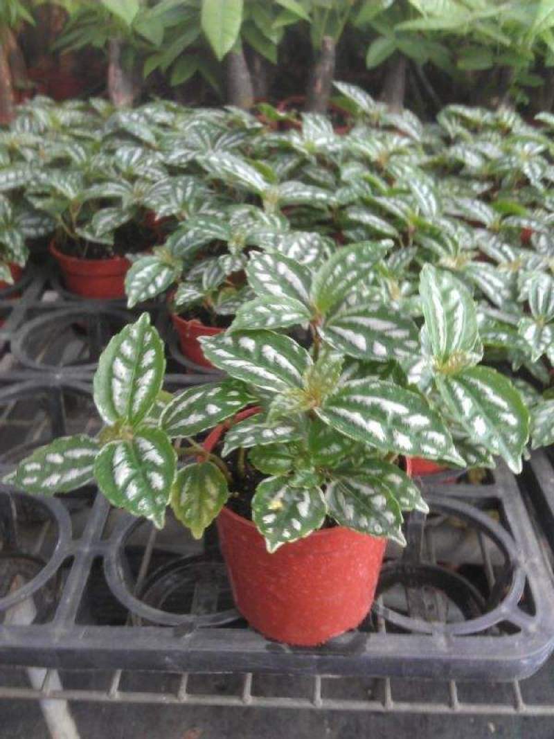冷水花盆栽厨房吸油烟植物净化空气耐阴室内桌面水养小绿植