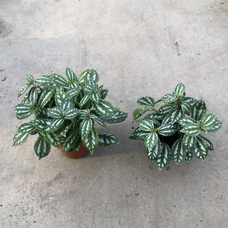 冷水花盆栽厨房吸油烟植物净化空气耐阴室内桌面水养小绿植