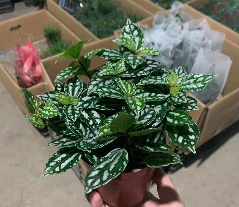 冷水花盆栽厨房吸油烟植物净化空气耐阴室内桌面水养小绿植