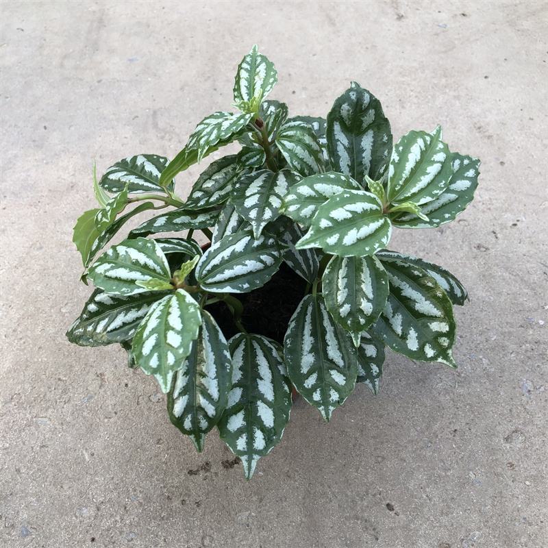 冷水花盆栽厨房吸油烟植物净化空气耐阴室内桌面水养小绿植