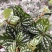 冷水花盆栽厨房吸油烟植物净化空气耐阴室内桌面水养小绿植