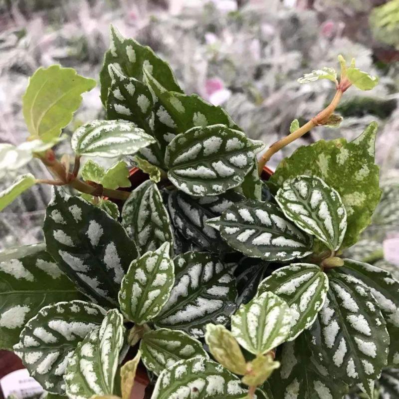 冷水花盆栽厨房吸油烟植物净化空气耐阴室内桌面水养小绿植