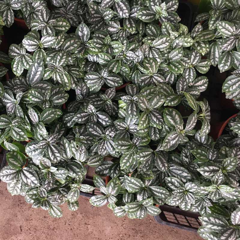 冷水花盆栽厨房吸油烟植物净化空气耐阴室内桌面水养小绿植