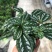 冷水花盆栽厨房吸油烟植物净化空气耐阴室内桌面水养小绿植