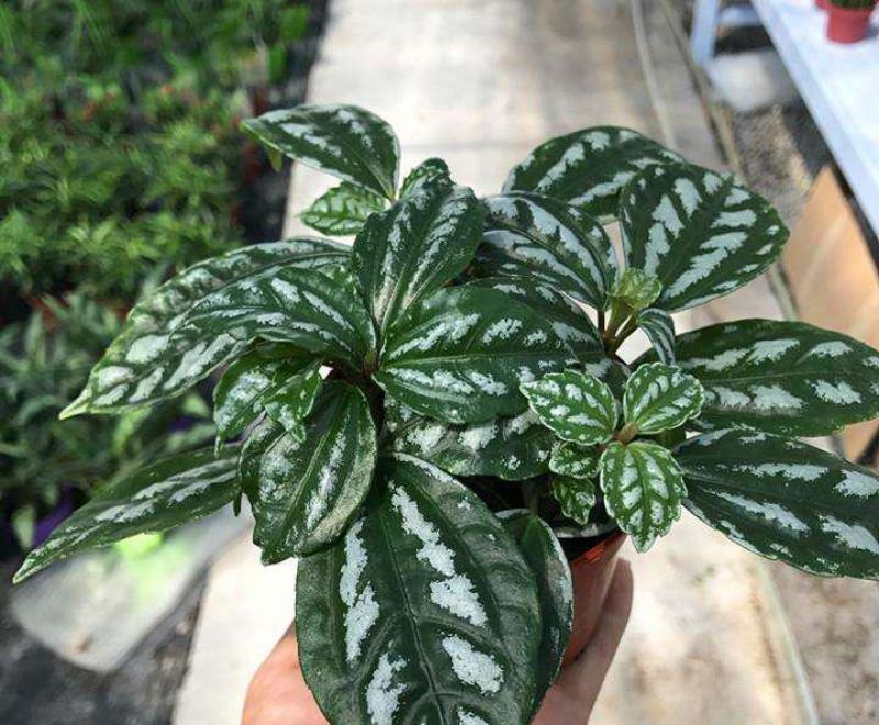 冷水花盆栽厨房吸油烟植物净化空气耐阴室内桌面水养小绿植