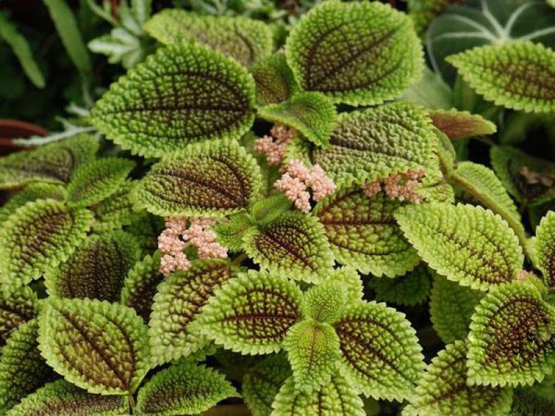 邹叶冷水花盆栽办公室桌面网红绿植冷水花好养微型盆景防辐射