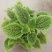邹叶冷水花盆栽办公室桌面网红绿植冷水花好养微型盆景防辐射