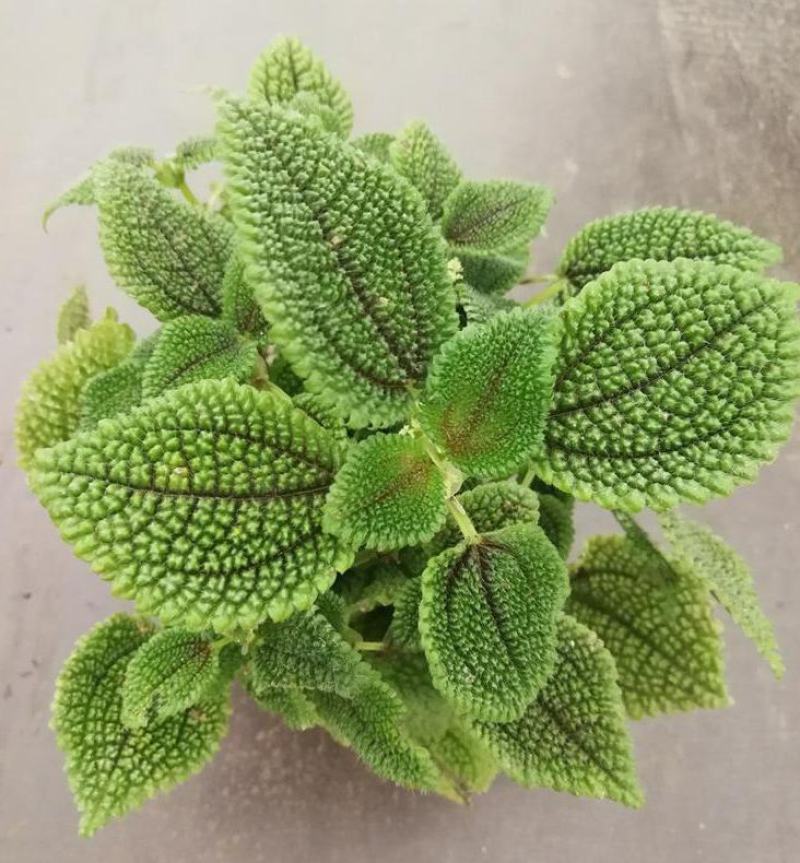 邹叶冷水花盆栽办公室桌面网红绿植冷水花好养微型盆景防辐射