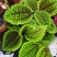 邹叶冷水花盆栽办公室桌面网红绿植冷水花好养微型盆景防辐射