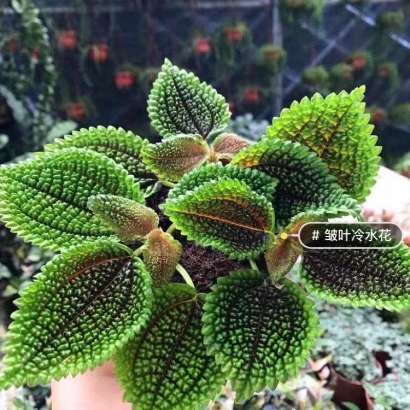 邹叶冷水花盆栽办公室桌面网红绿植冷水花好养微型盆景防辐射