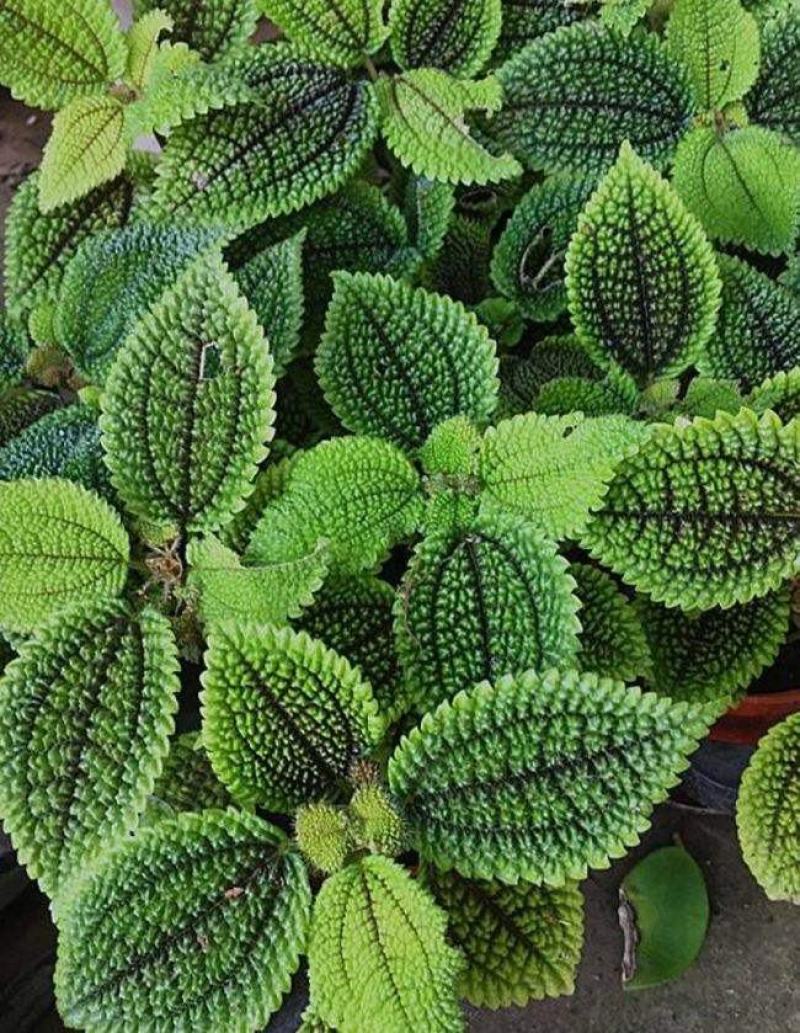 邹叶冷水花盆栽办公室桌面网红绿植冷水花好养微型盆景防辐射