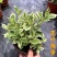 花叶锦带种苗盆栽室内室外四季种绿植易种易活植物