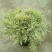 花叶米罗薰衣草盆栽绿植多年生耐热耐寒阳台庭院四季香草植物