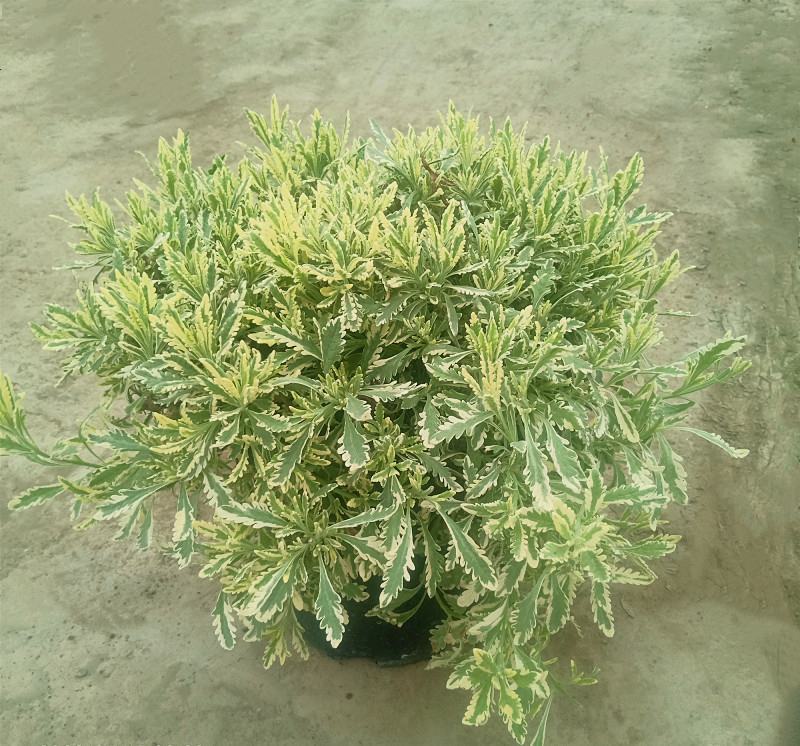 花叶米罗薰衣草盆栽绿植多年生耐热耐寒阳台庭院四季香草植物