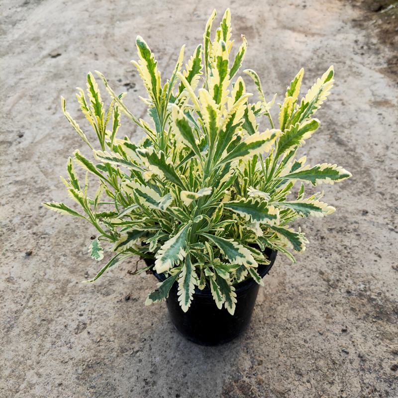 花叶米罗薰衣草盆栽绿植多年生耐热耐寒阳台庭院四季香草植物