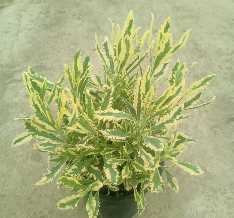 花叶米罗薰衣草盆栽绿植多年生耐热耐寒阳台庭院四季香草植物