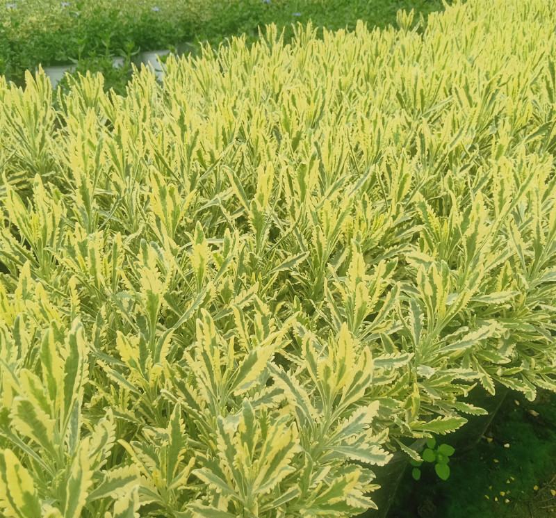 花叶米罗薰衣草盆栽绿植多年生耐热耐寒阳台庭院四季香草植物