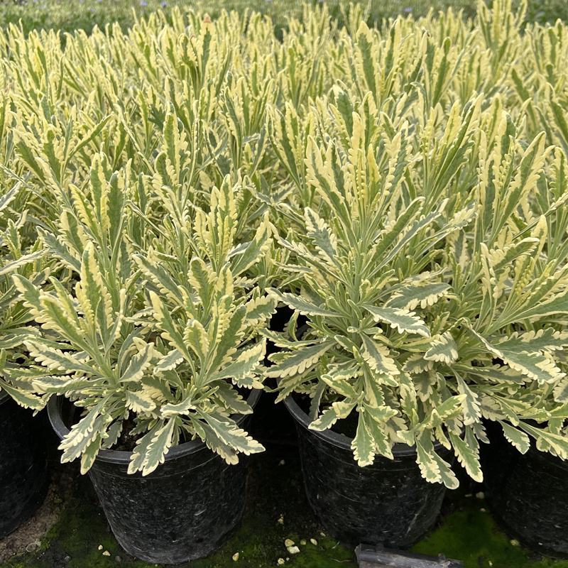 花叶米罗薰衣草盆栽绿植多年生耐热耐寒阳台庭院四季香草植物