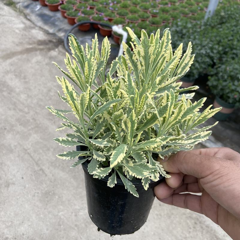 花叶米罗薰衣草盆栽绿植多年生耐热耐寒阳台庭院四季香草植物