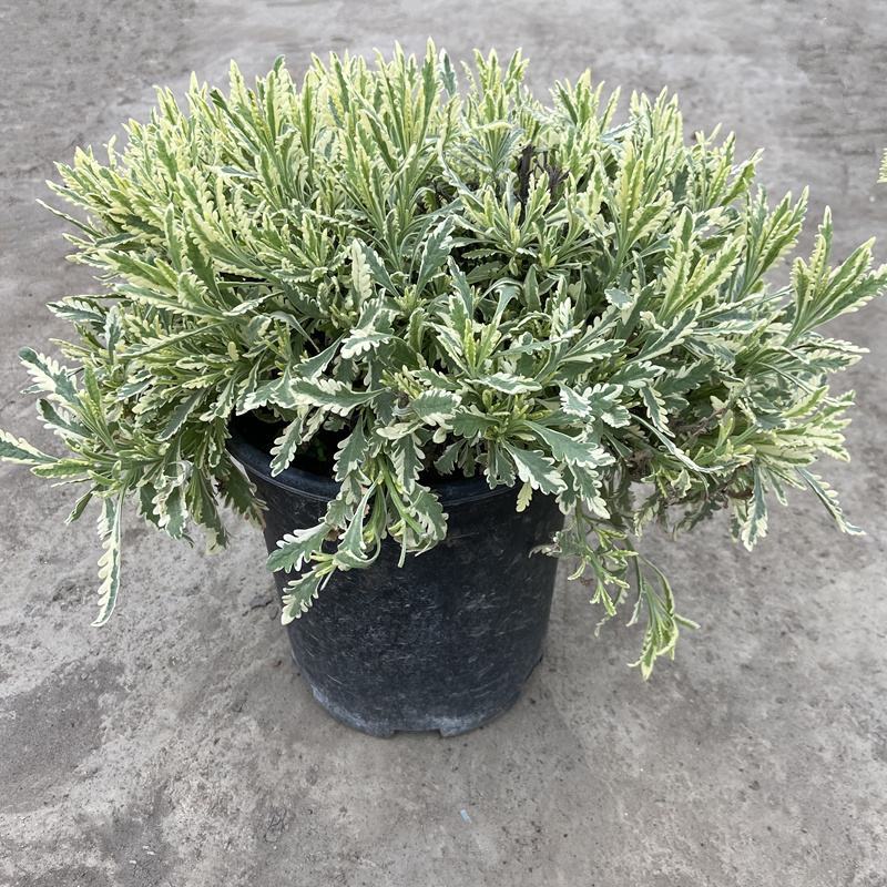 花叶米罗薰衣草盆栽绿植多年生耐热耐寒阳台庭院四季香草植物