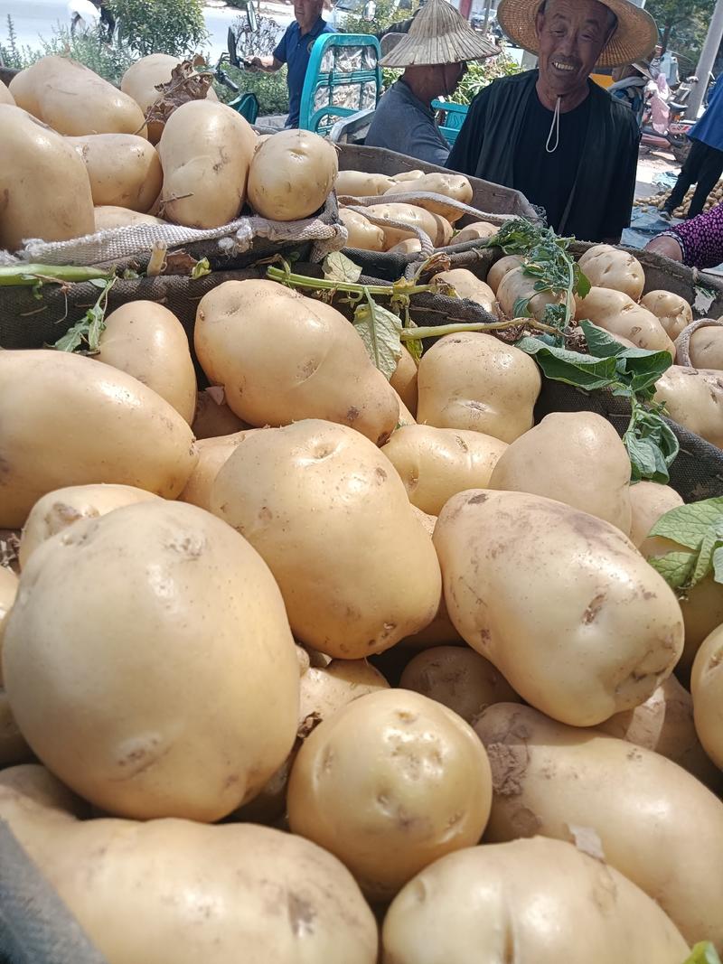 山东临沂土豆大量供应货源充足产地直销全国发货