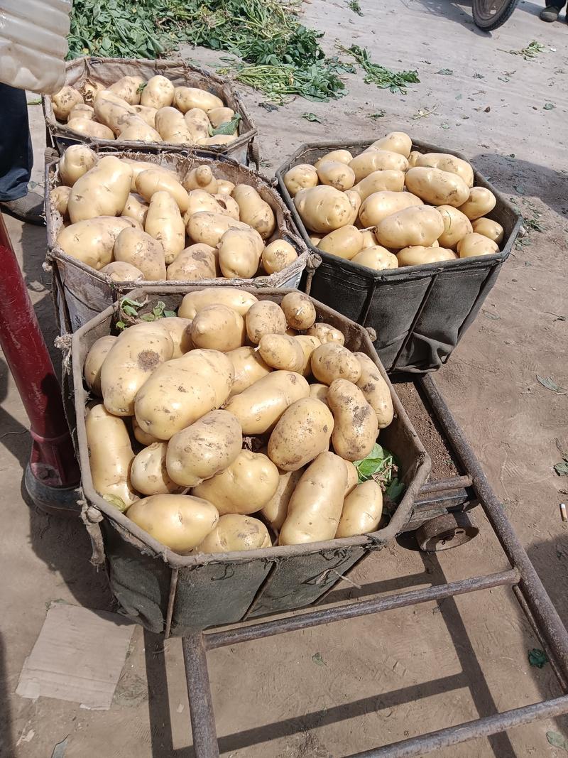 山东临沂土豆大量供应货源充足产地直销全国发货