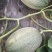 晓蜜25哈密瓜