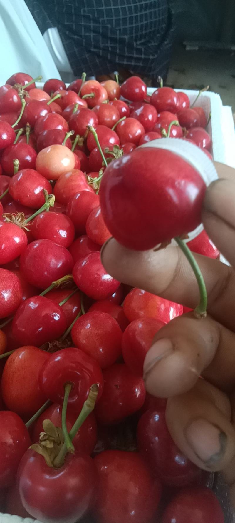 樱桃大量上市，要的抓紧联系了。
