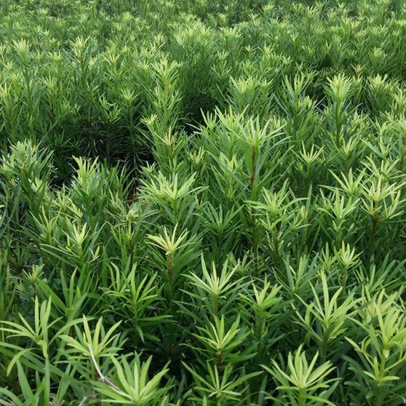 罗汉松苗品种好坏苗包赔欢迎新老客户实地考察！