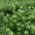 罗汉松苗品种好坏苗包赔欢迎新老客户实地考察！