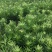 罗汉松苗品种好坏苗包赔欢迎新老客户实地考察！