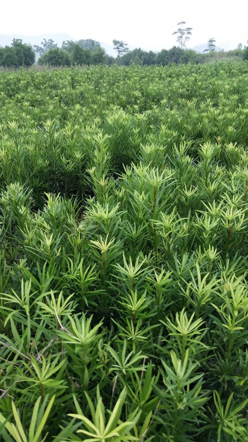 罗汉松苗品种好坏苗包赔欢迎新老客户实地考察！