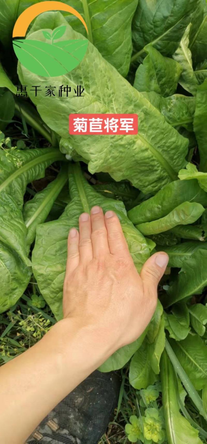 菊苣种子进口多年生大叶将军菊苣种籽四季高产耐旱牧草种子