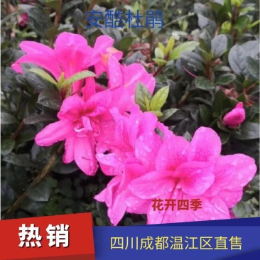 安酷杜鹃，四季杜鹃，耐寒耐髙温的多季节开花杜鹃