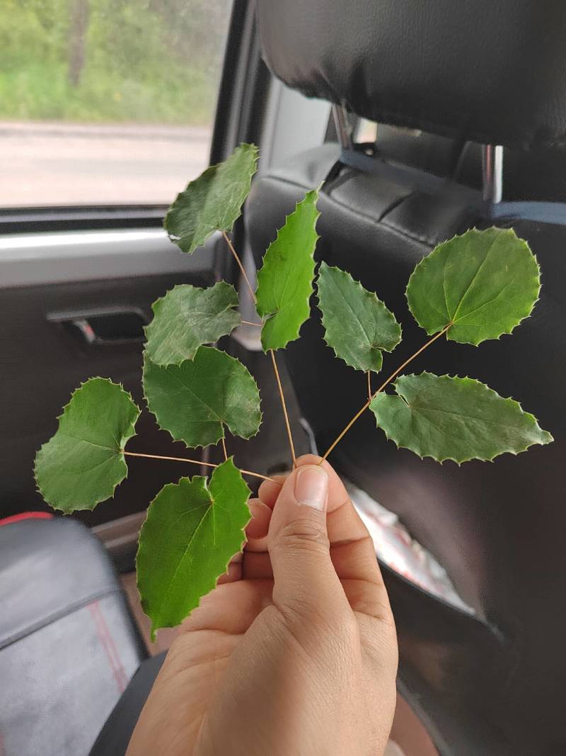 小园叶淫羊藿颜色绿干度好羊藿叶，淫羊藿小园叶