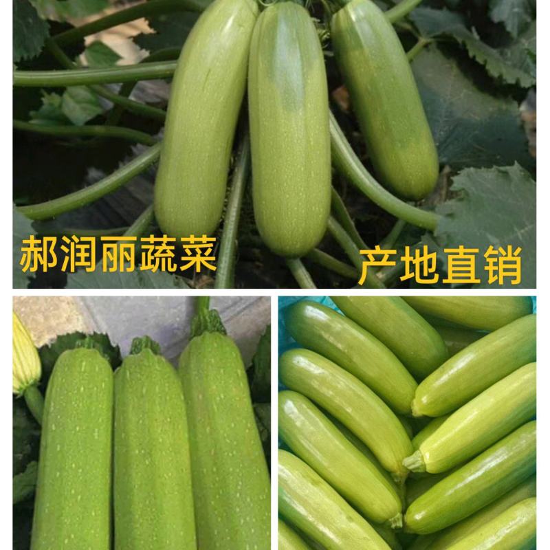 西葫芦产地直销质量优质套网套装箱装手提袋