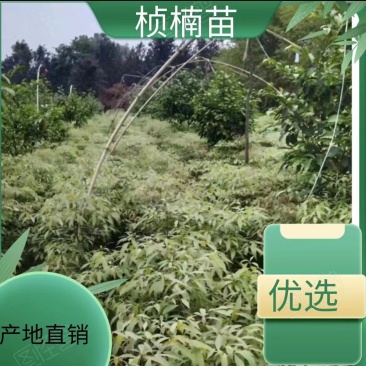 桢楠苗，金丝楠苗，珍贵树种，四季常绿，净化空气小苗