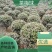 基地直销茶梅工程苗，茶梅球，茶花工程苗，茶花球各规格齐全