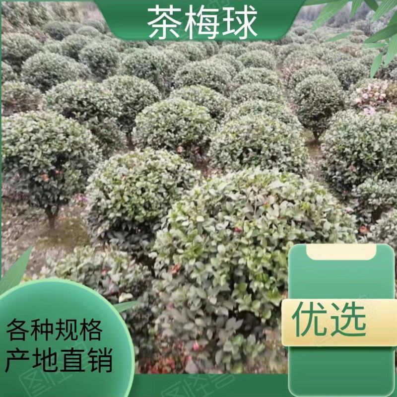 基地直销茶梅工程苗，茶梅球，茶花工程苗，茶花球各规格齐全