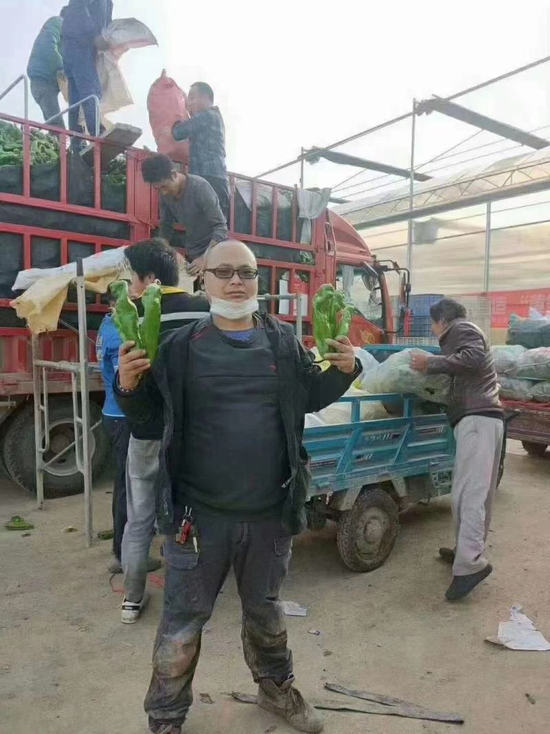 豫艺新时代大果辣椒种子薄皮无渣筋辣好吃高产商品性强经济效