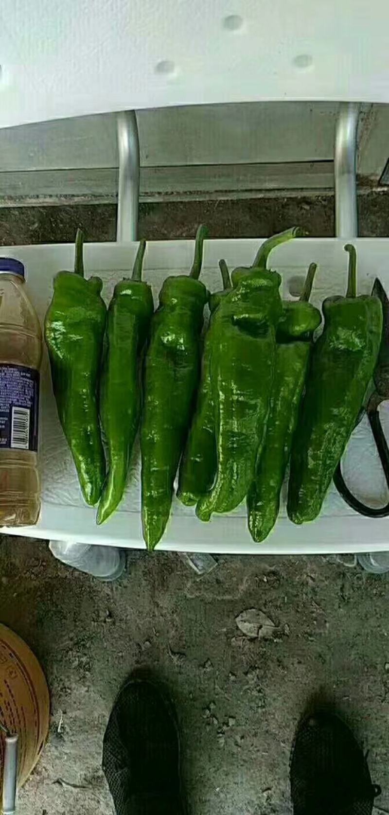 豫艺新时代大果辣椒种子薄皮无渣筋辣好吃高产商品性强经济效