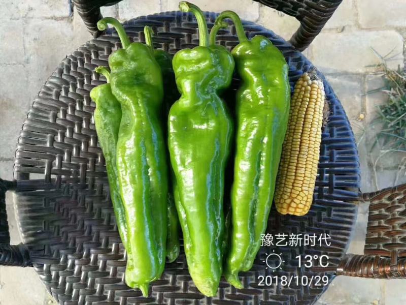 豫艺新时代大果辣椒种子薄皮无渣筋辣好吃高产商品性强经济效