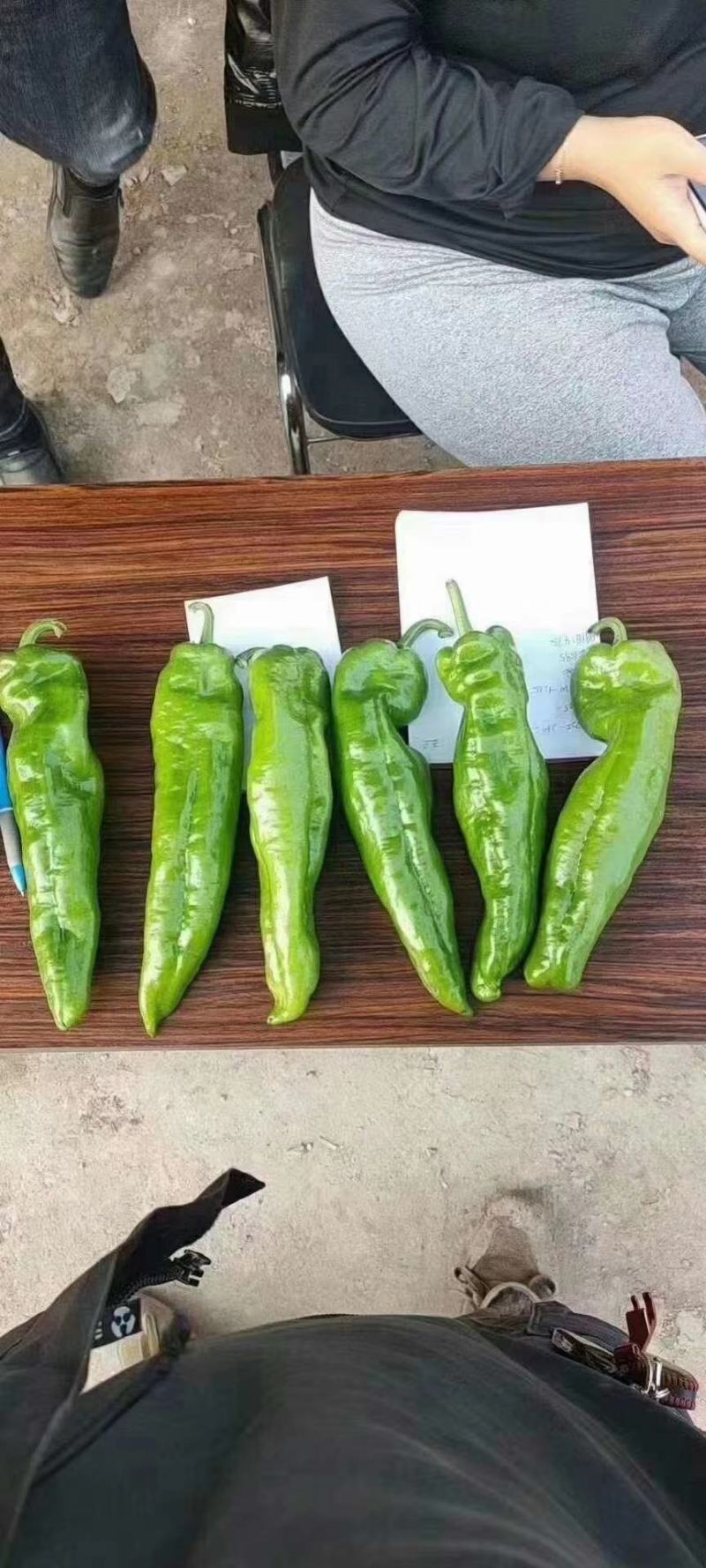 豫艺新时代大果辣椒种子薄皮无渣筋辣好吃高产商品性强经济效